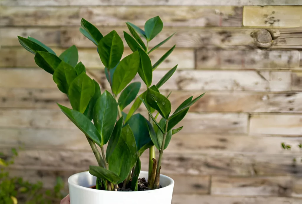 Planta para usar dentro de casa: Zamioculca