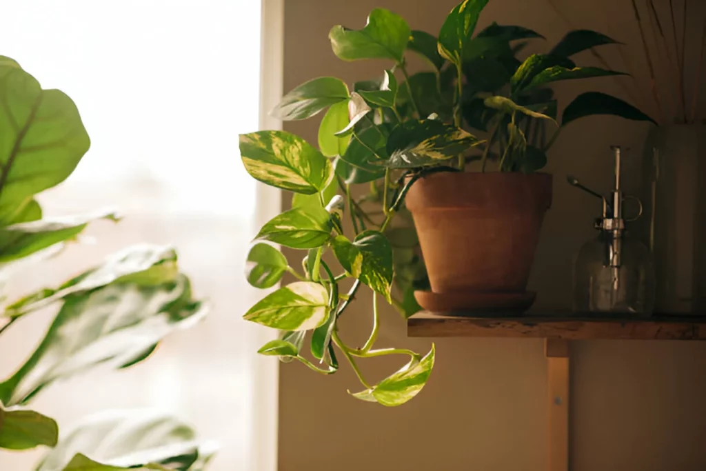 Planta para usar dentro de casa: Jiboia