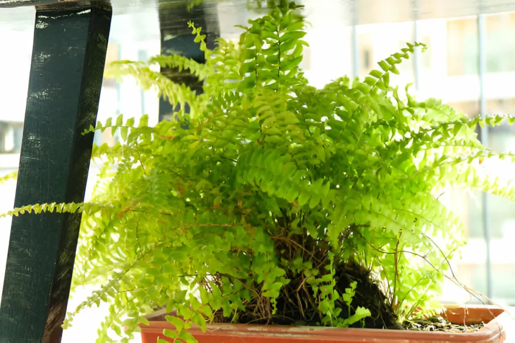 Planta para usar dentro de casa: Samambaia